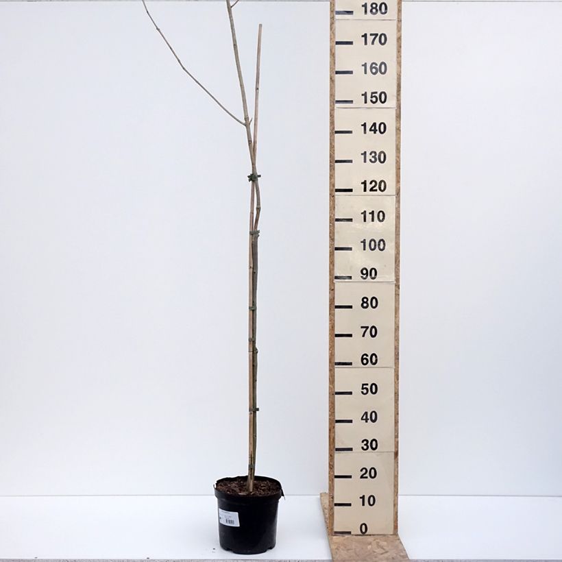 Fraxinus spaethiana - Fresno Maceta 7,5L/10L Ejemplar entregado en invierno