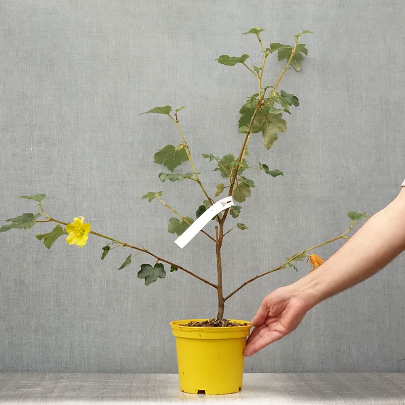 Ejemplar de Fremontodendron californicum Maceta 2L/3L entregado en verano