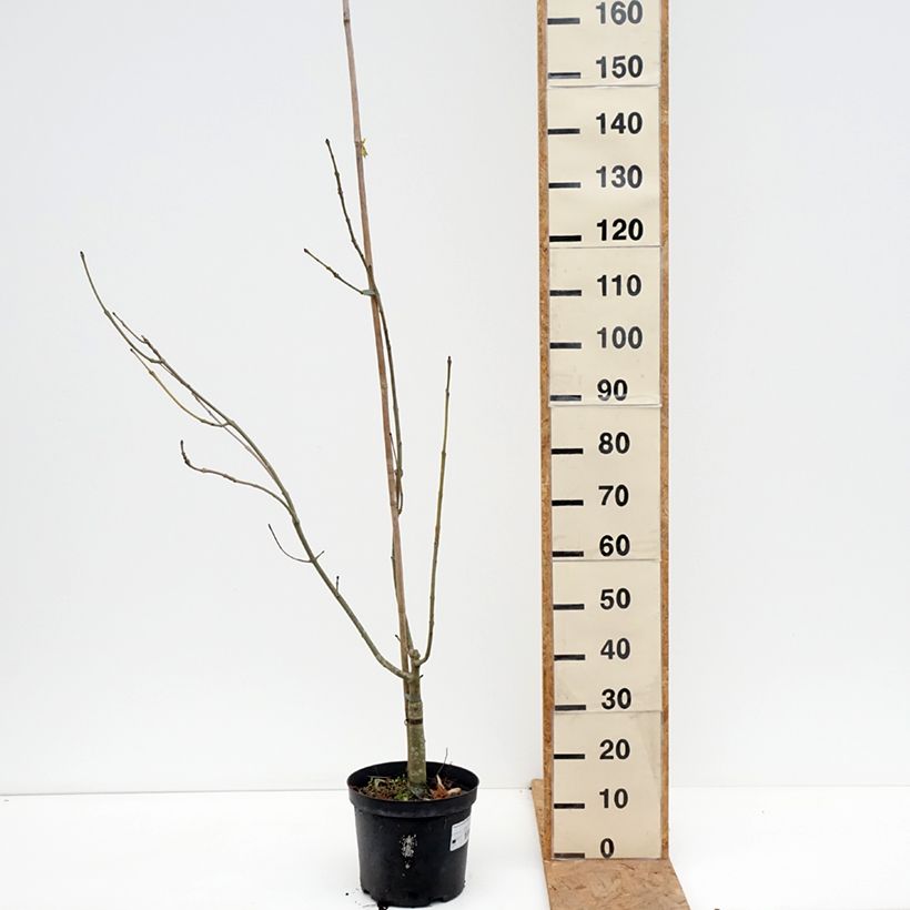 Ejemplar de Fresno norteño Argenteovariegata - Fraxinus excelsior Maceta 7,5L/10L entregado en otoño