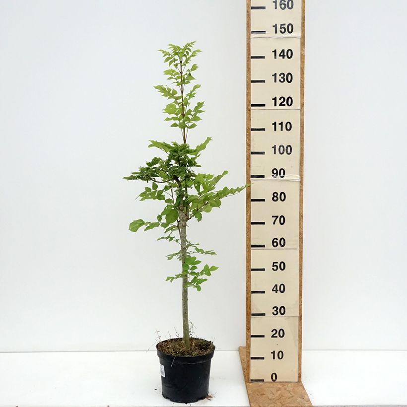 Ejemplar de Fresno norteño Abiona - Fraxinus excelsior Maceta 7,5L/10L, Tallo entregado en verano