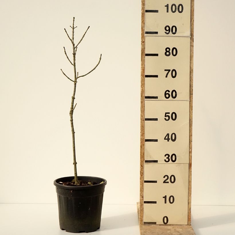 Fresno norteño Abiona - Fraxinus excelsior Maceta 7,5L/10L Ejemplar entregado en invierno