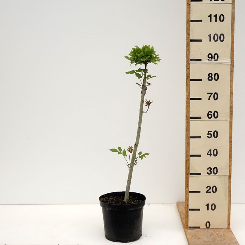 Fresno norteño Abiona - Fraxinus excelsior Maceta 7,5L/10L, Tallo Ejemplar entregado en la primavera