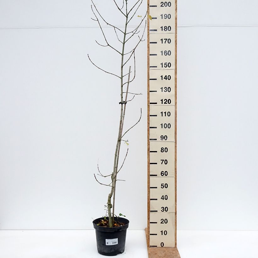 Ejemplar de Fresno de hoja estrecha - Fraxinus angustifolia Variegata Maceta 12L/15L entregado en otoño