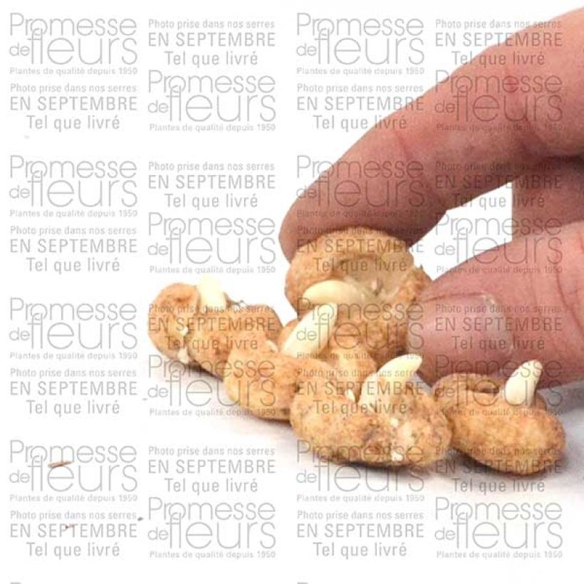 Ejemplo de ejemplar de Fritillaria hermonis subsp. amana Bulbo calibre I tal y como se entrega