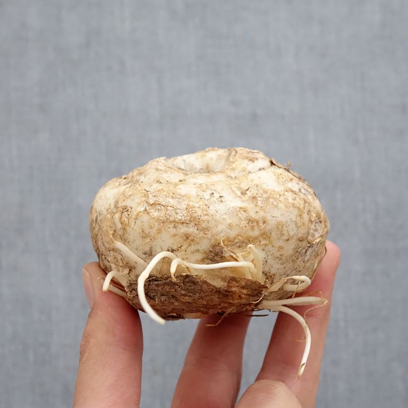 Ejemplar de Fritillaria imperialis Aureomarginata - Corona imperial Bulbo calibre I entregado en otoño