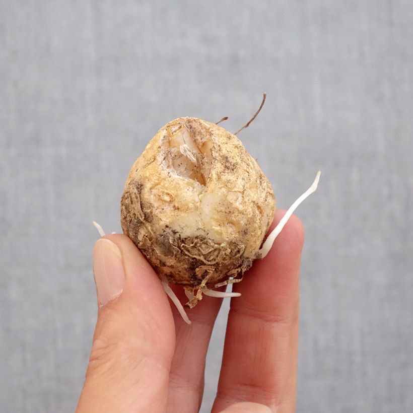 Ejemplar de Fritillaria imperialis Bach - Corona imperial Bulbo calibre 14+ entregado en otoño