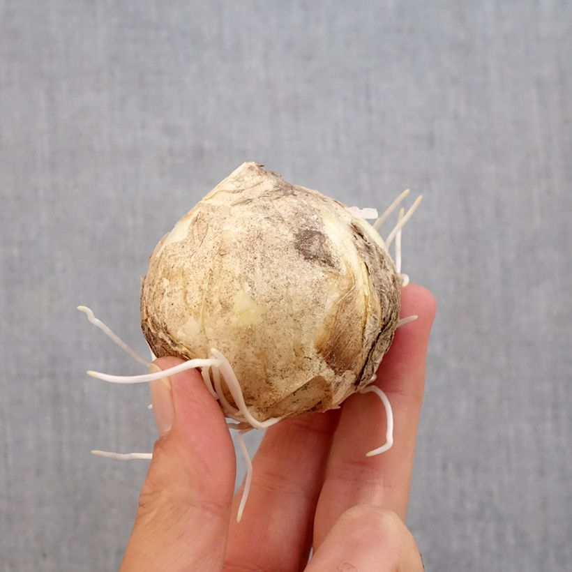 Ejemplar de Fritillaire imperialis Early Sensation - Corona imperial Bulbo calibre 18+ entregado en otoño