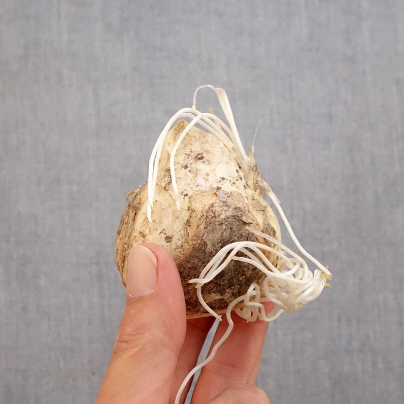 Ejemplar de Fritillaria imperialis Lutea - Corona imperial Bulbo calibre 20+ entregado en otoño