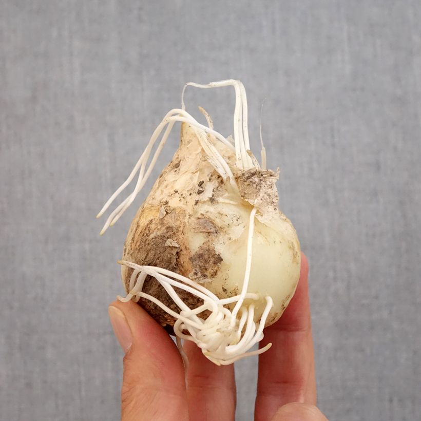 Ejemplar de Fritillaria imperialis Prolifera - Corona imperial Bulbo calibre 20+ entregado en otoño