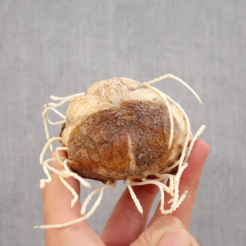 Ejemplar de Fritillaria imperialis Rubra - Corona imperial Bulbo calibre 24+ entregado en otoño