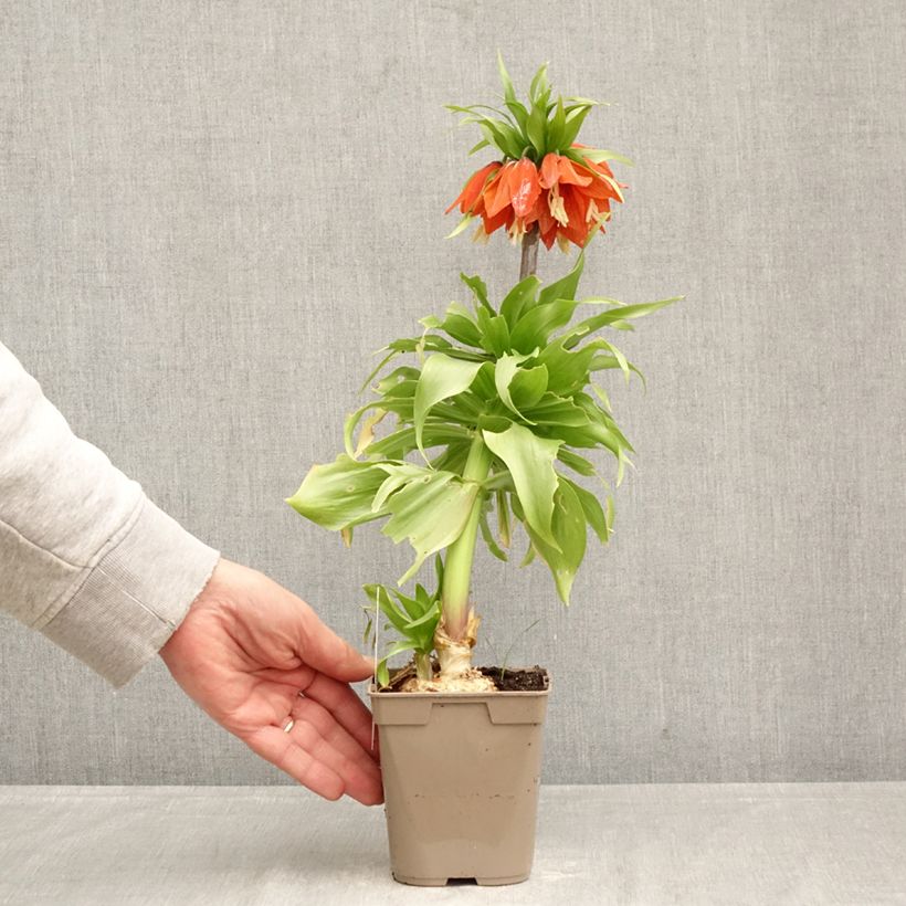 Fritillaria imperialis Rubra - Corona imperial Maceta de 12 cm / 13 cm calibre 24+ Ejemplar entregado en la primavera