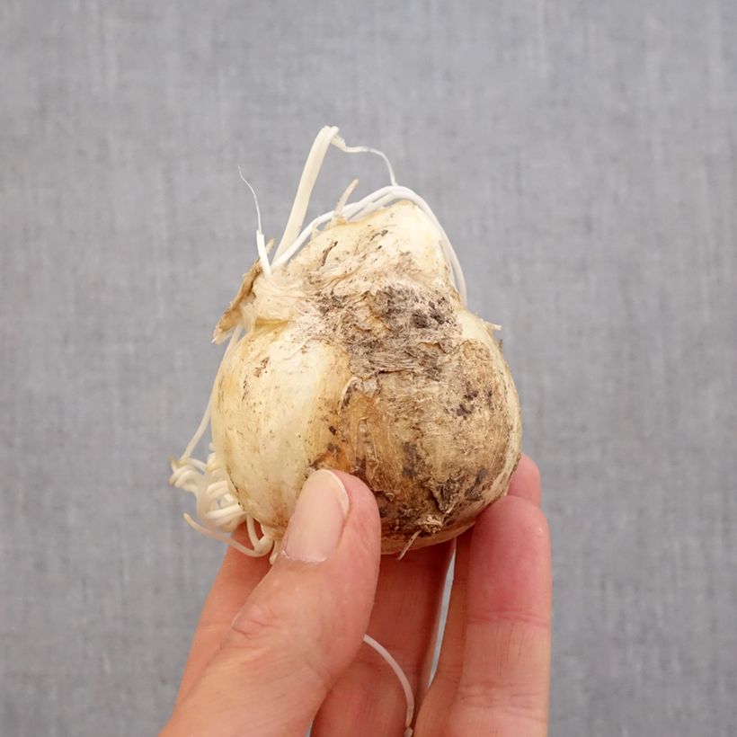 Ejemplar de Fritillaire imperialis Sunset - Corona imperial Bulbo calibre 20+ entregado en otoño