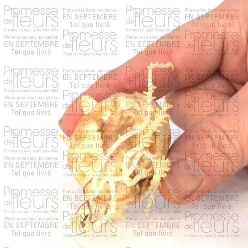 Ejemplo de ejemplar de Fritillaria imperialis Tchaikovsky - Corona imperial Bulbo calibre 14 tal y como se entrega