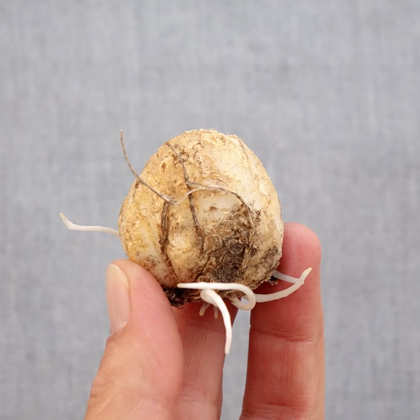 Ejemplar de Fritillaria imperialis Tchaikovsky - Corona imperial Bulbo calibre 14 entregado en otoño