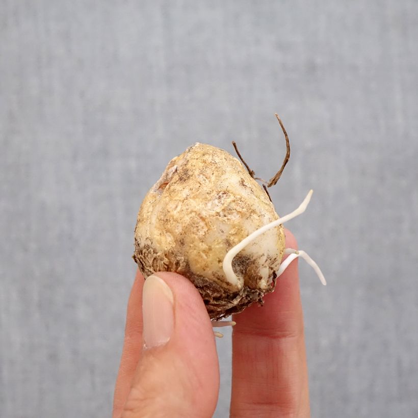 Ejemplar de Fritillaria imperialis Vivaldi - Corona imperial Bulbo calibre 14/16 entregado en otoño