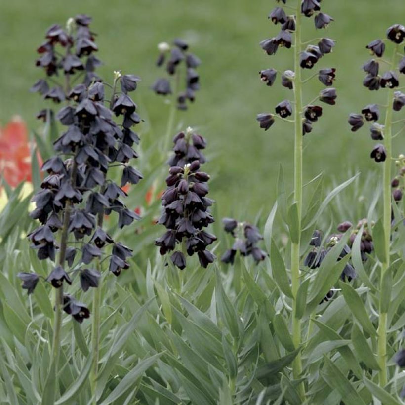 Fritillaria persica Adiyaman (Porte)