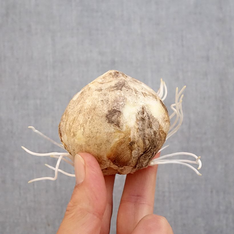 Ejemplar de Fritillaria persica Bicolor Magic Bells Bulbo calibre 18/20 entregado en otoño