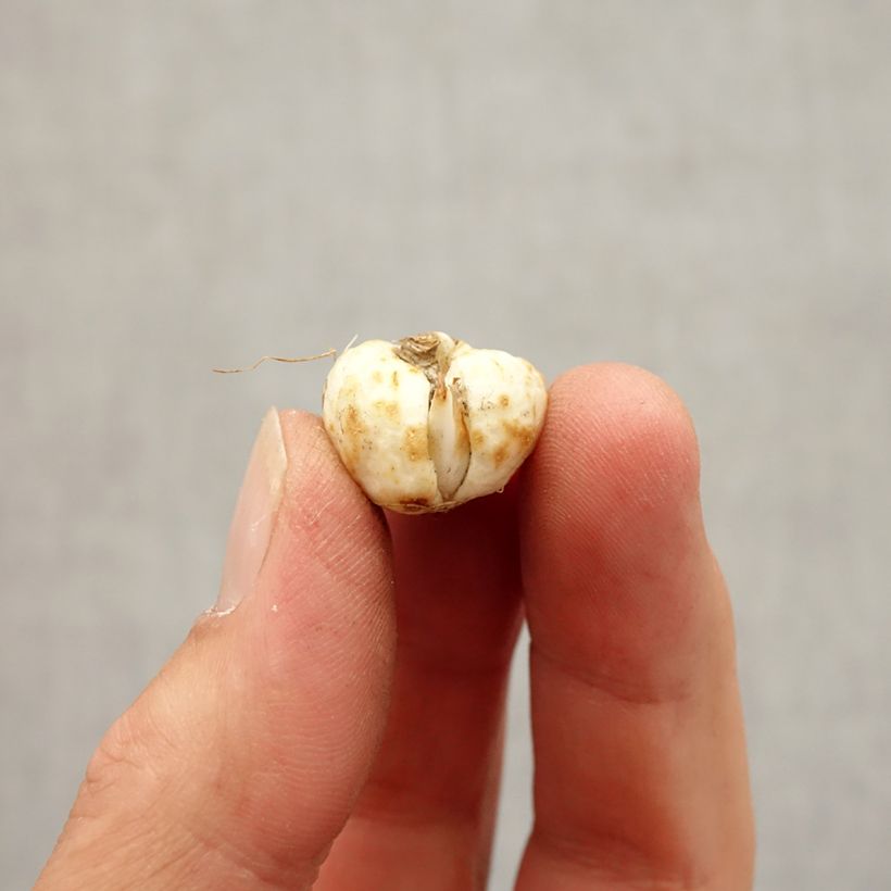 Ejemplar de Fritillaria meleagris Alba Bulbo calibre 5+ entregado en otoño