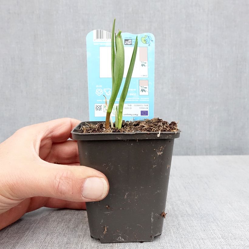 Fritillaria meleagris - Tablero de damas Maceta de 8/9 cm calibre 6+ Ejemplar entregado en la primavera