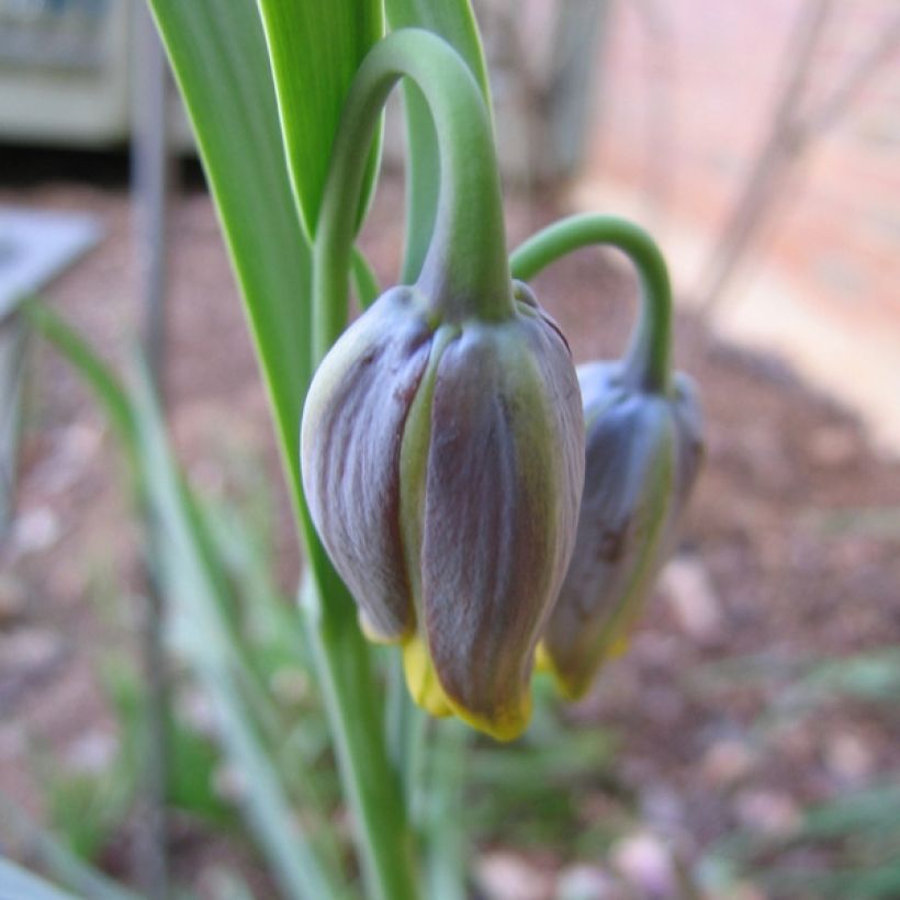 Fritillaria uva-vulpis (Floración)