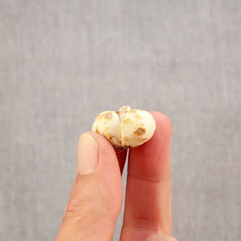 Ejemplar de Fritillaria bucharica - Fritilaria de Bujara Bulbo calibre 6+ entregado en otoño