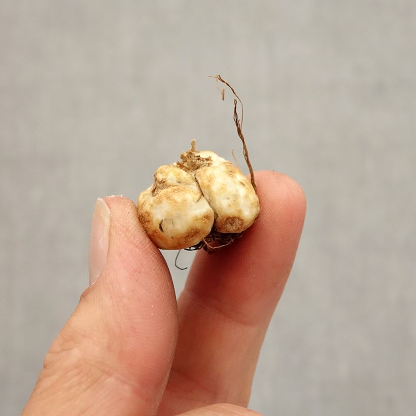 Ejemplar de Fritillaria davisii Bulbo calibre 5+ entregado en otoño