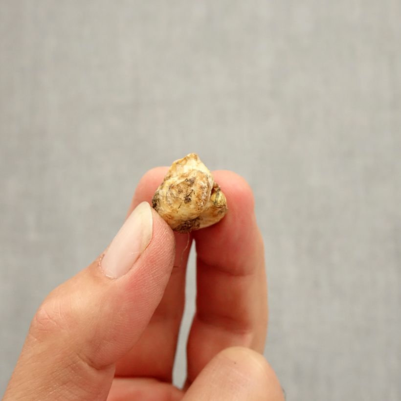 Ejemplar de Fritillaria liliacea Bulbo calibre I entregado en otoño