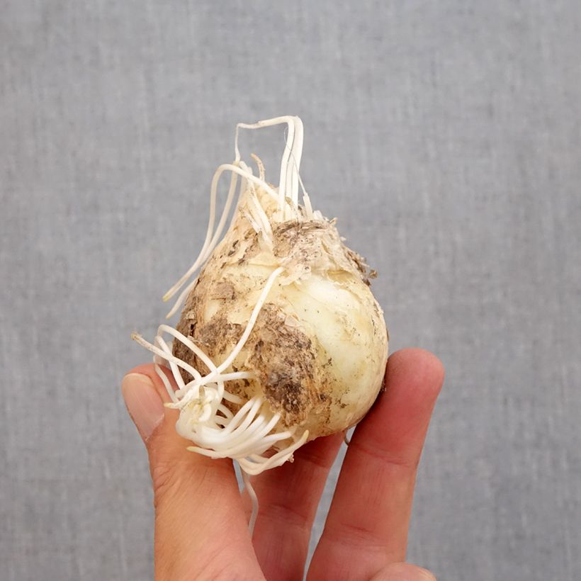 Ejemplar de Fritillaria persica Bulbo calibre 20+ entregado en otoño