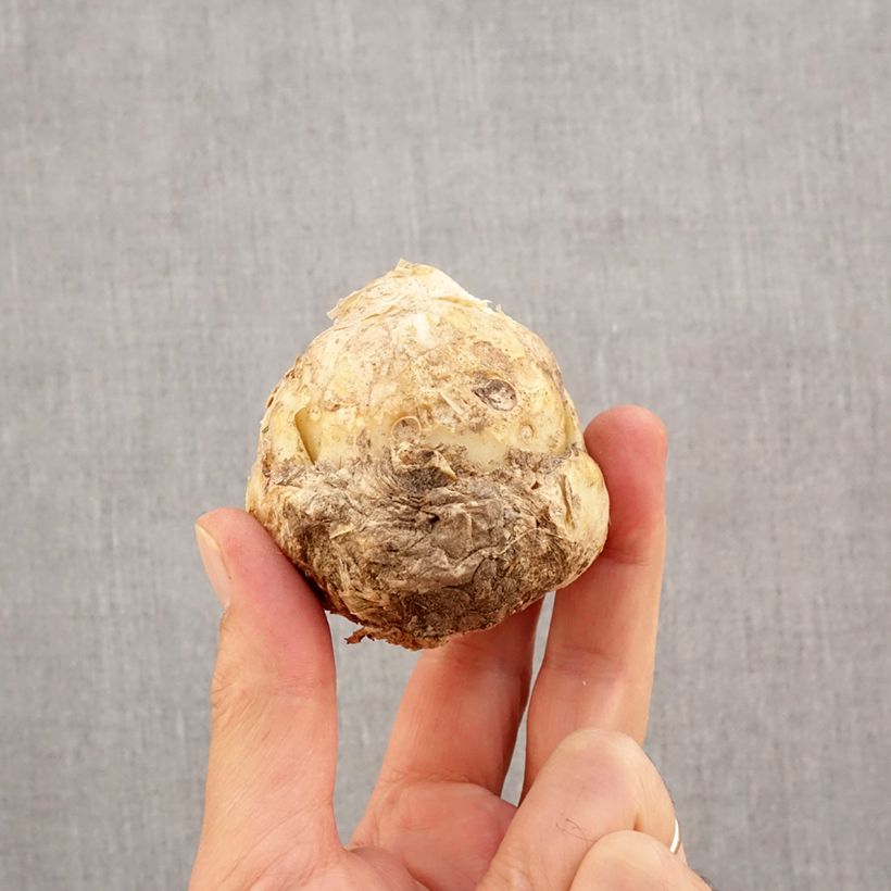 Ejemplar de Fritillaria persica Ivory Bells Bulbo calibre I entregado en otoño