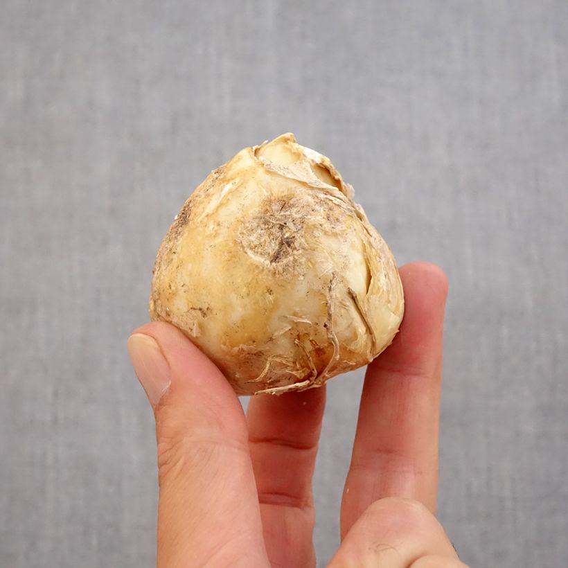 Ejemplar de Fritillaria persica Purple Dynamite Bulbo calibre 20+ entregado en otoño