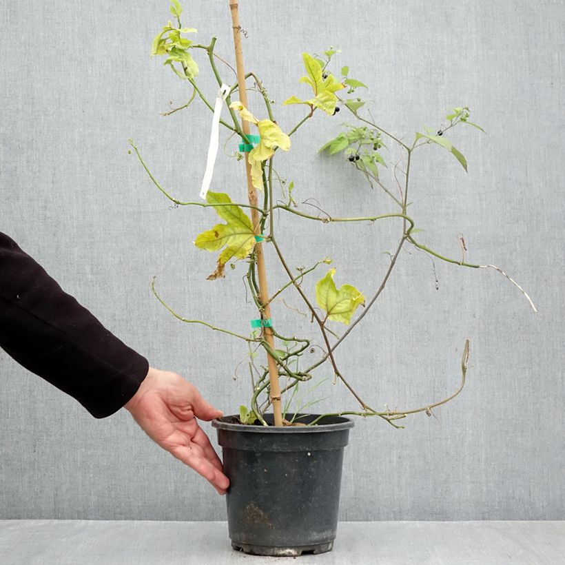 Ejemplar de Maracuyá - Passiflora edulis Maceta 3L/4L entregado en otoño