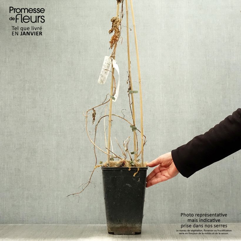 Maracuyá - Passiflora edulis Maceta 3L/4L Ejemplar entregado en invierno