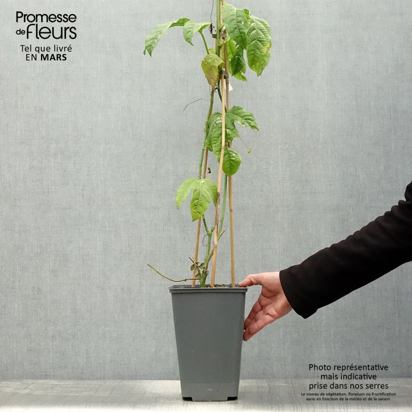 Maracuyá - Passiflora edulis Maceta 3L/4L Ejemplar entregado en la primavera