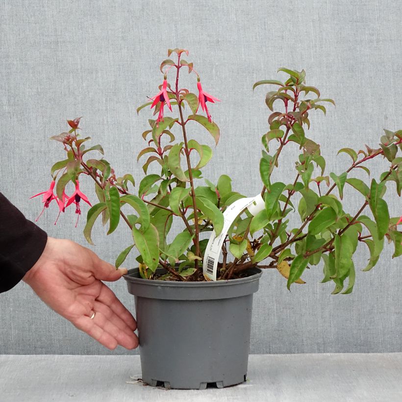 Ejemplar de Fucsia alpestris Grimpant Maceta 3L/4L entregado en otoño