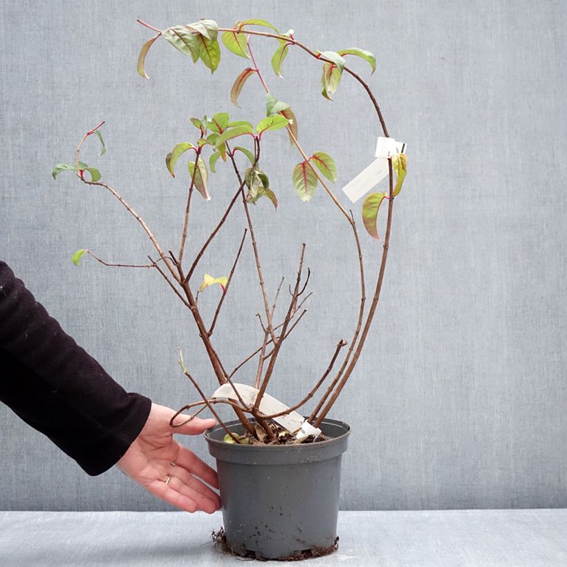 Fucsia alpestris Grimpant Maceta 3L/4L Ejemplar entregado en invierno