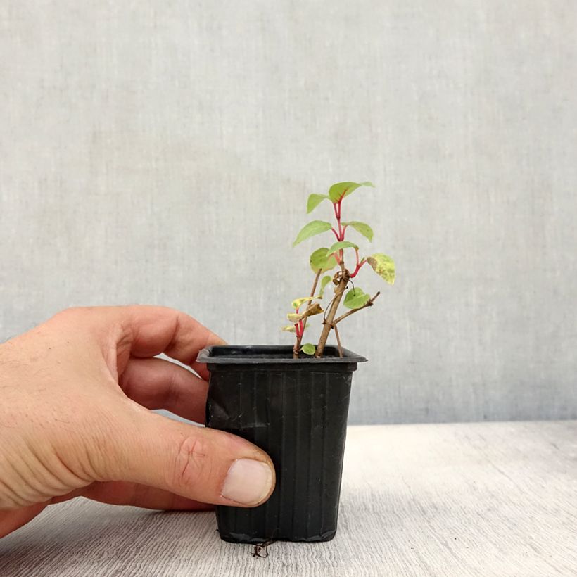 Ejemplar de Fucsia Annabel Maceta de 8/9 cm entregado en otoño