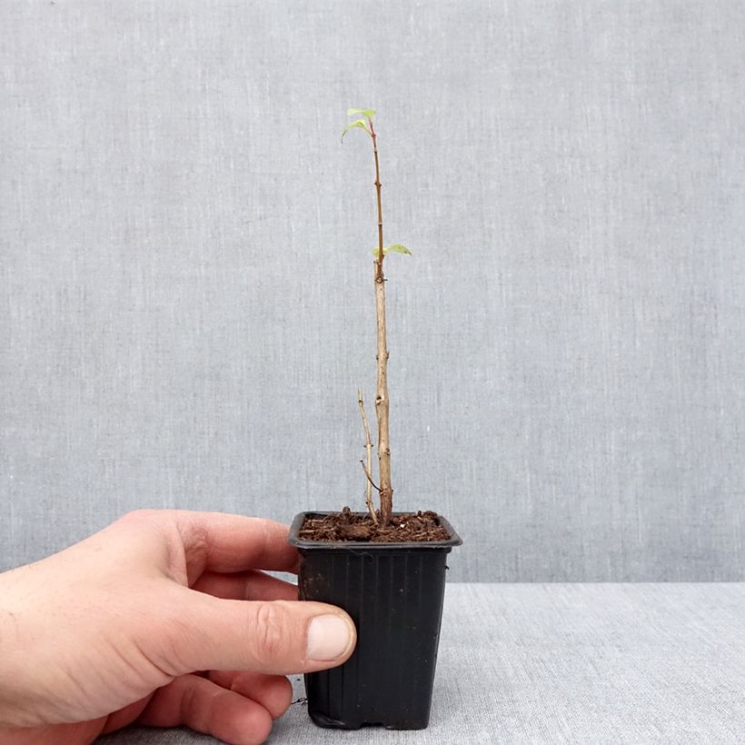 Fucsia Annabel Maceta de 8/9 cm Ejemplar entregado en invierno