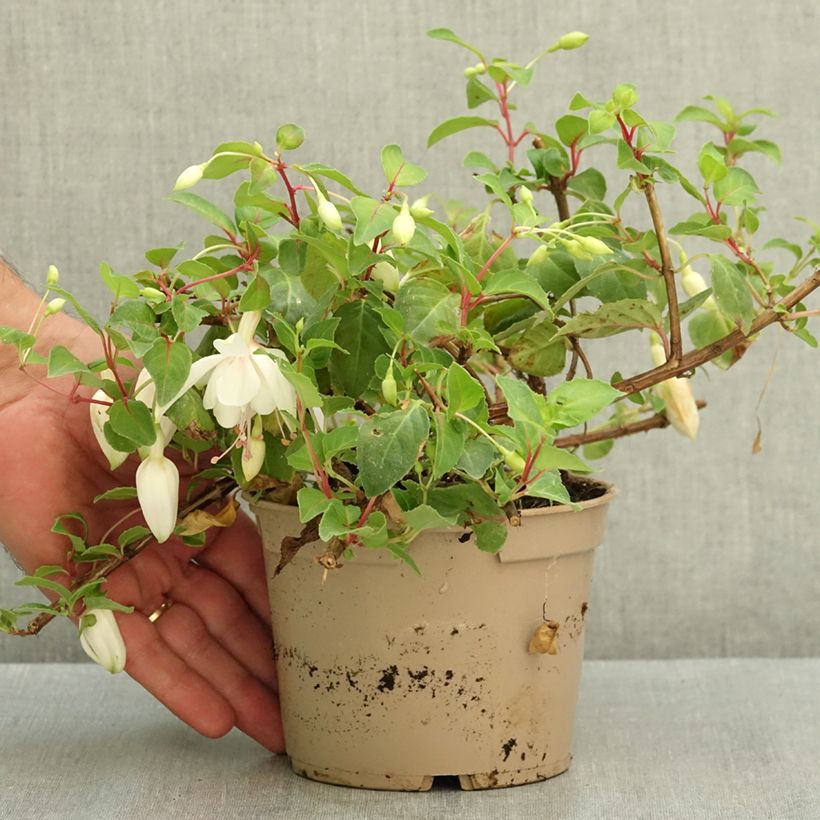 Ejemplar de Fucsia Annabel Maceta de 12 cm / 13 cm entregado en verano