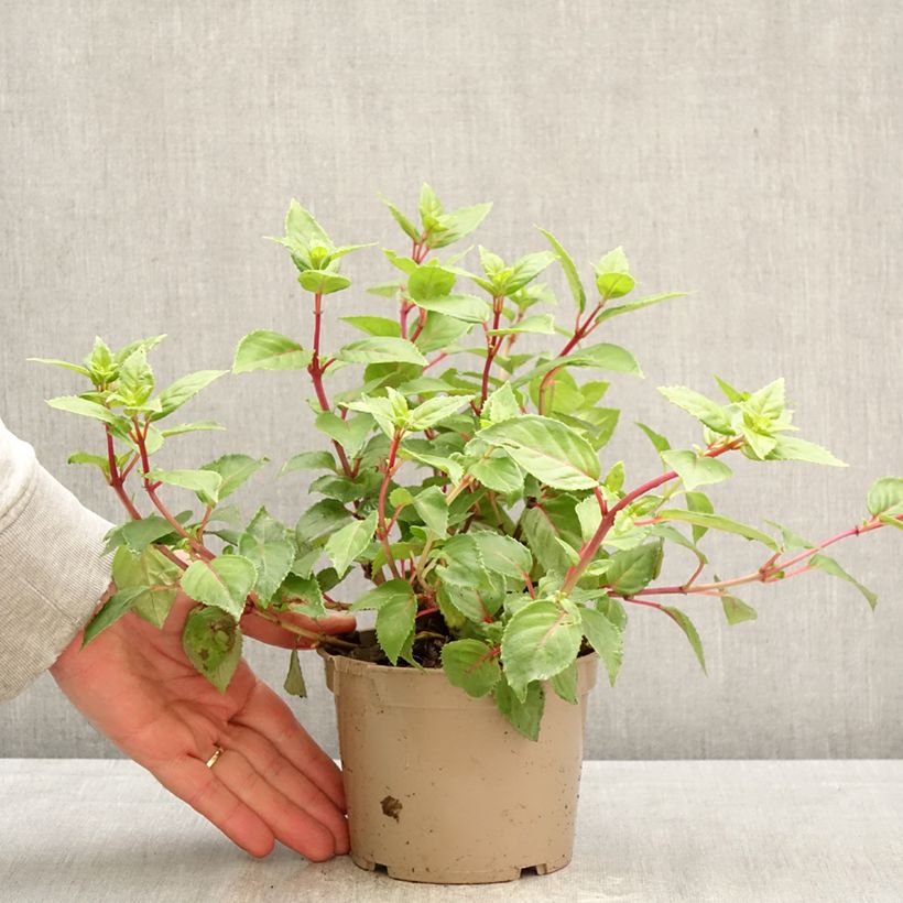 Fucsia Annabel Maceta de 12 cm / 13 cm Ejemplar entregado en la primavera