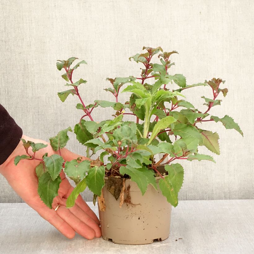 Fucsia Beacon rosa Maceta de 12 cm / 13 cm Ejemplar entregado en la primavera