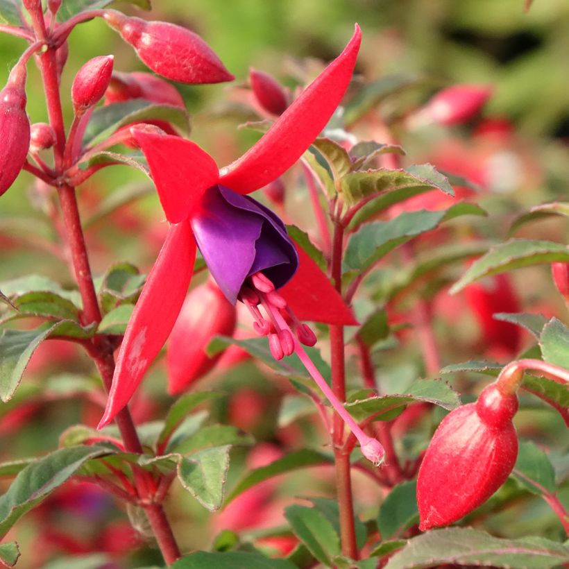 Fucsia Bella Sacha (Floración)