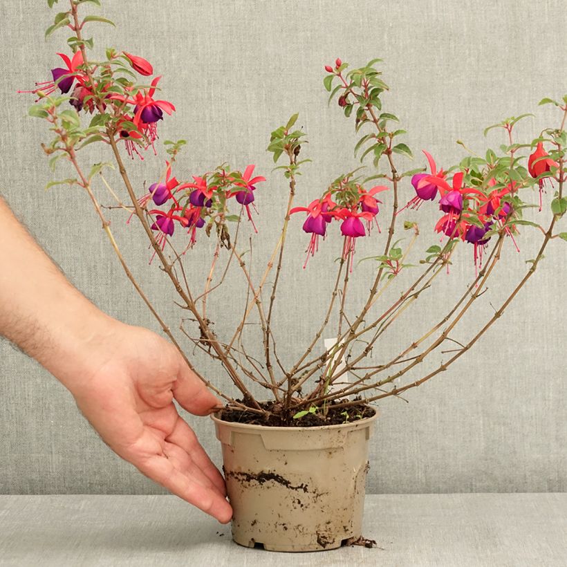 Ejemplar de Fucsia Bella Sacha Maceta de 12 cm / 13 cm entregado en verano