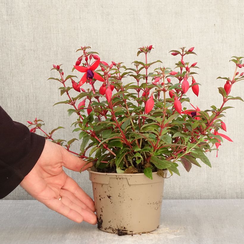 Fucsia Bella Sacha Maceta de 12 cm / 13 cm Ejemplar entregado en la primavera