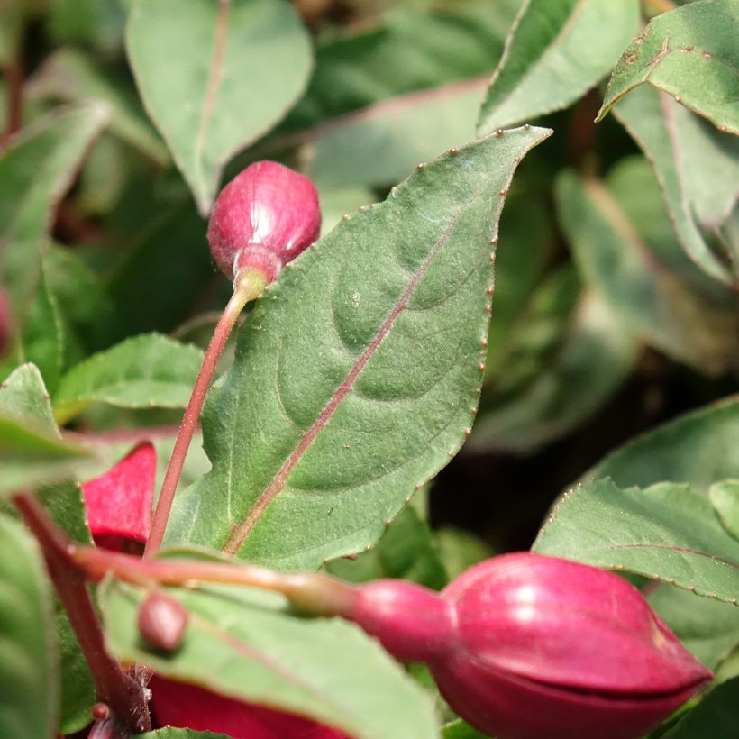 Fuchsia Bella Soila - Fucsia (Follaje)