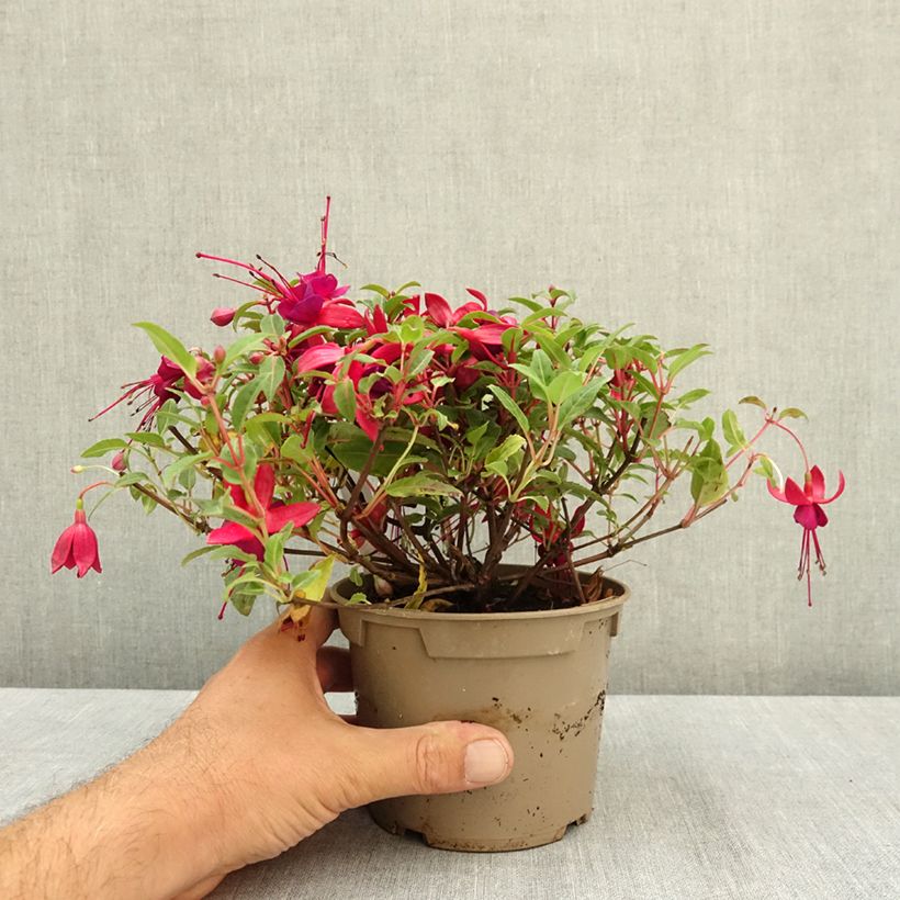 Ejemplar de Fuchsia Bella Soila - Fucsia Maceta de 12 cm / 13 cm entregado en verano