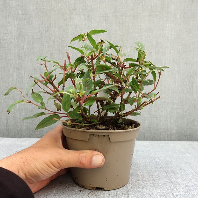 Fuchsia Bella Soila - Fucsia Maceta de 12 cm / 13 cm Ejemplar entregado en la primavera