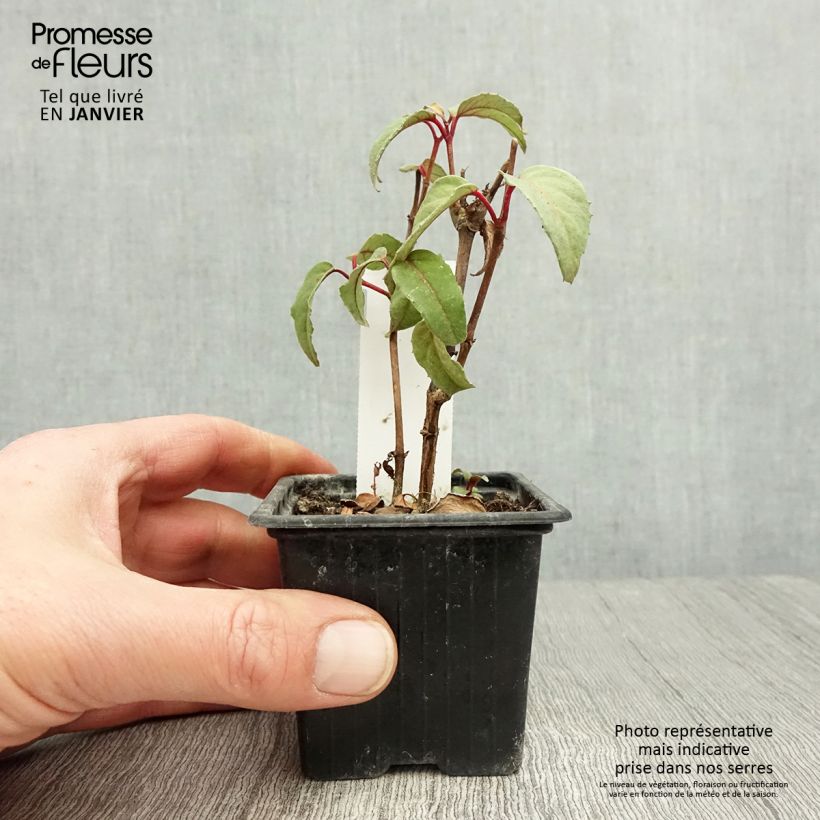 Fucsia Black Princess Maceta de 8/9 cm Ejemplar entregado en invierno