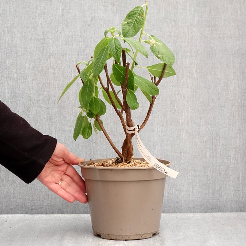 Fucsia boliviana Alba Maceta 4L/5L Ejemplar entregado en invierno