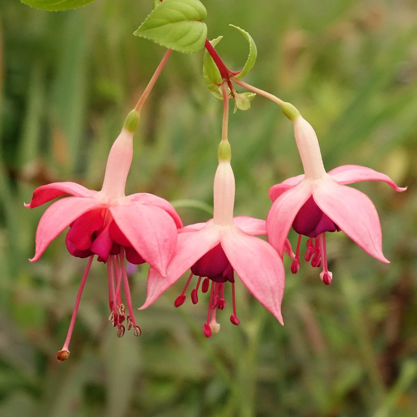 Fucsia Paula Jane (Floración)