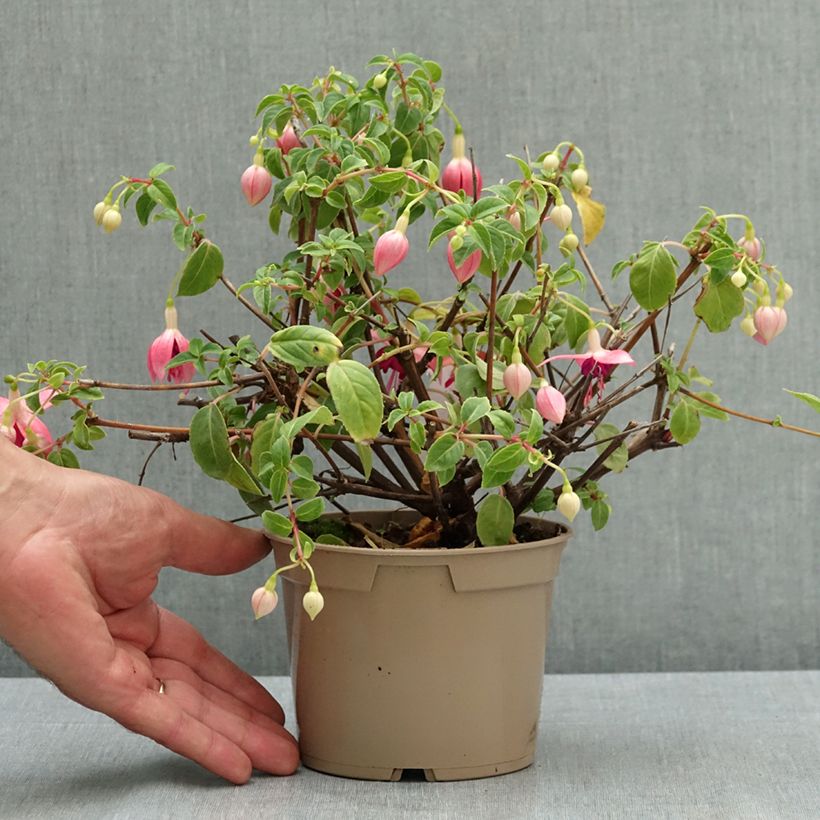 Ejemplar de Fucsia Paula Jane Maceta de 12 cm / 13 cm entregado en verano